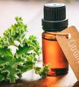 Citronella Oil